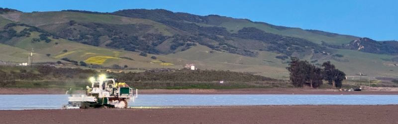 Upcoming Strawberry Season in Santa Maria