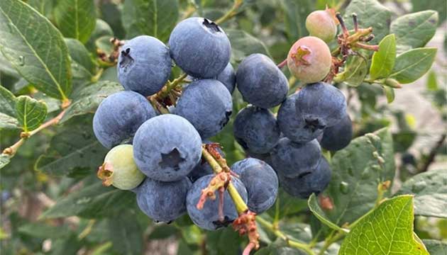 Healthy roots start with healthy soil.