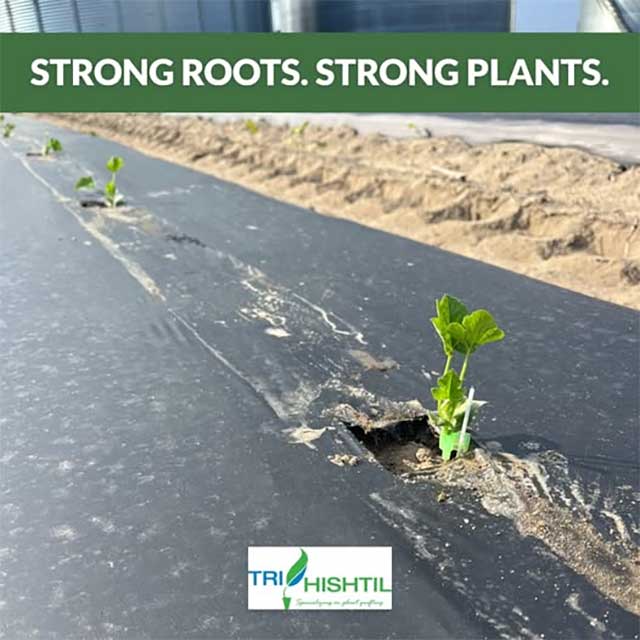 Tri-Hishtil Tomatoes and Watermellon