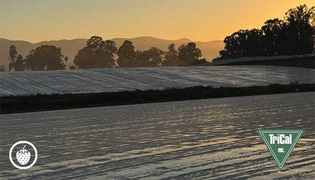 TriCal Fumigation for Improved Crop Performance and Higher Yields.