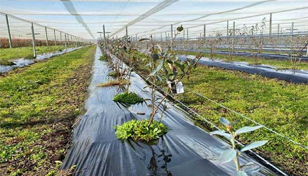 Berries are on the Rise