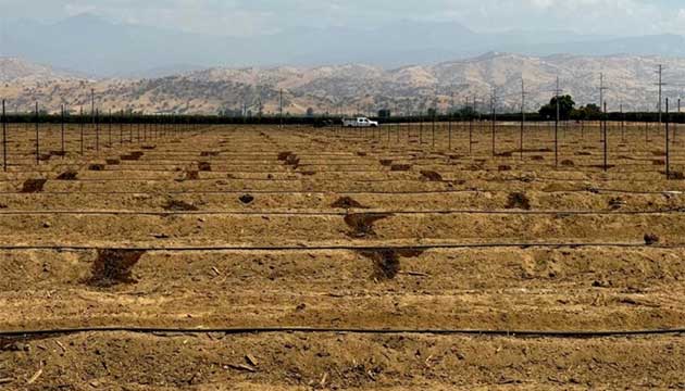Olive Planting is Underway in Exeter