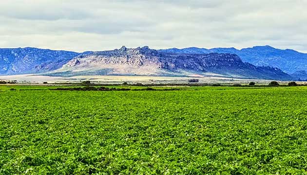 From South Africa to Canada: Four Lessons on Soil Fumigation