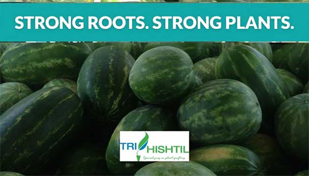 Tri-Hishtil Provides Premium Grafted Watermelon Plants