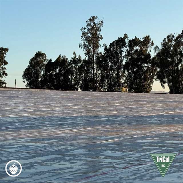 Nipomo Strawberry Field is Fully Prepped and Fumigated