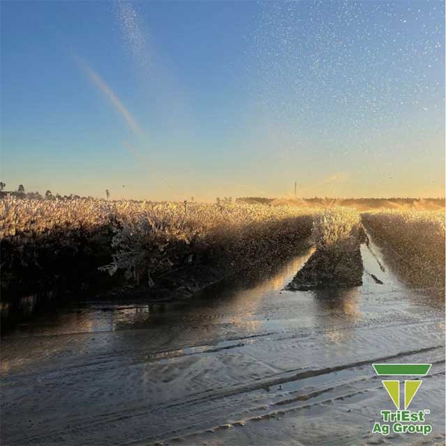 Enhance your Blueberry Fields with Triest