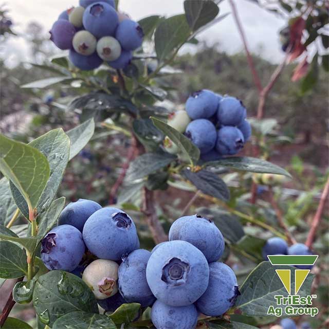Blueberries Treated with Chloropicrin Develop Stronger