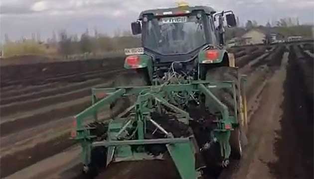 Applying Triform 35 on Blueberries