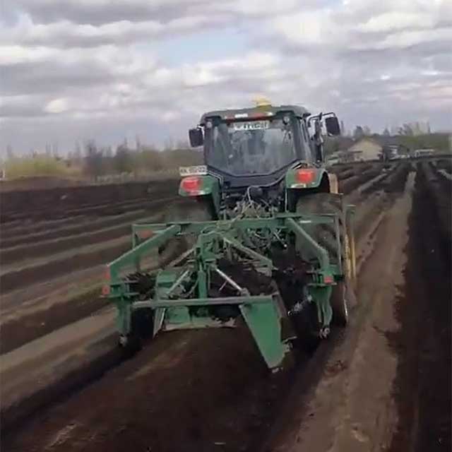 Applying Triform 35 on Blueberries