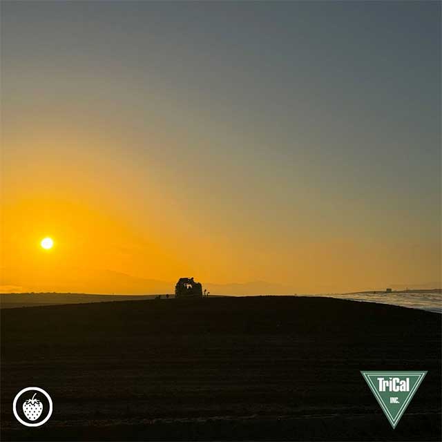 Set your Strawberry Fields up for Success with TriCal Inc. 