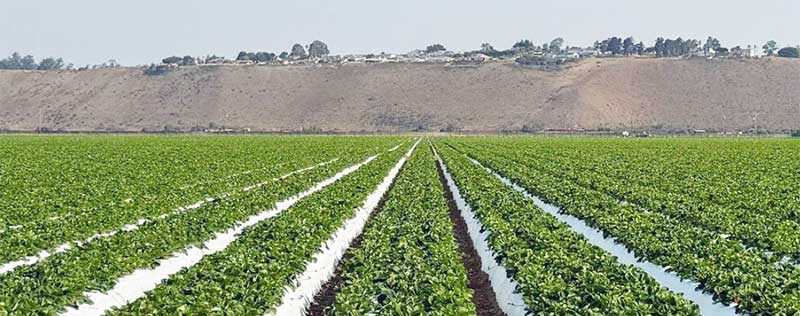 Soil Fumigation in Nipomo, CA