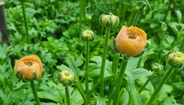 Buttercup Ornamentals | Chile
