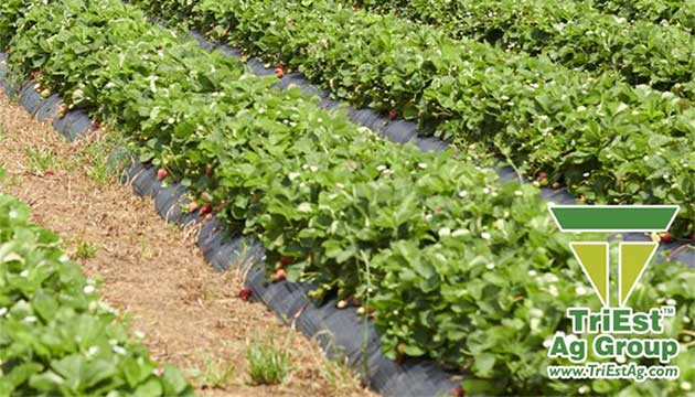 Strawberries | TriEst Ag