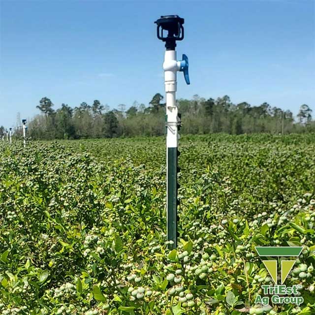 Blueberries | Southeast U.S