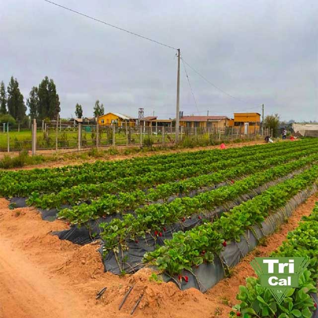 Strawberries | Chile