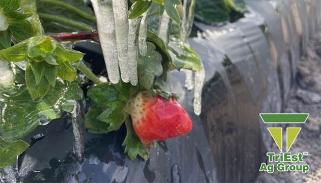 Strawberries | Frost Protection