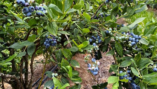 Blueberries | Lynden, Washington