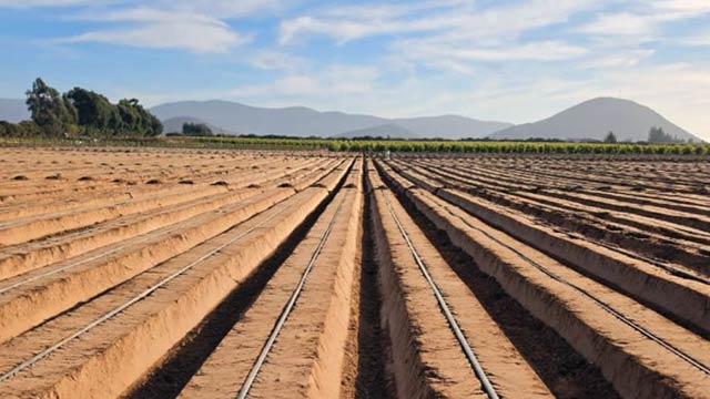 TriForm® 60 | Lettuce | Mexico