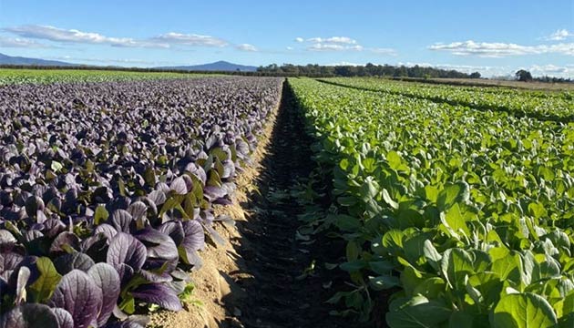 Leafy Greens | New Zealand