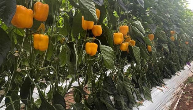 Peppers | Mexico