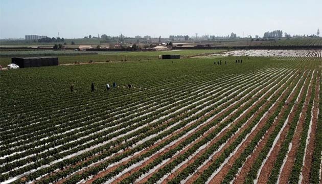 Strawberries | Chile