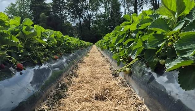 Strawberries | New Zealand