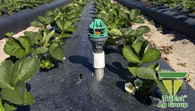 Strawberries | The TriEst Ag Solutions