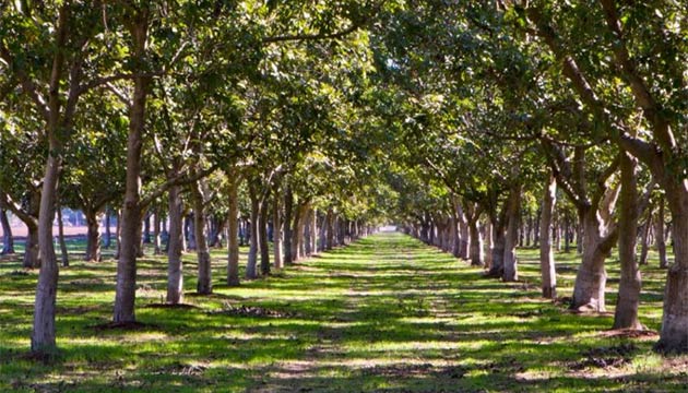 Walnut Trees | Australia