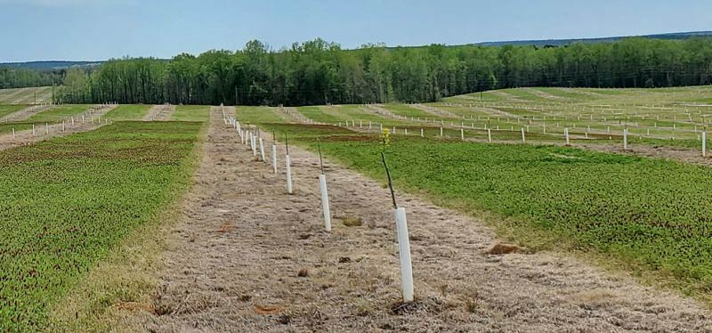 Pecans | Drip Irrigation