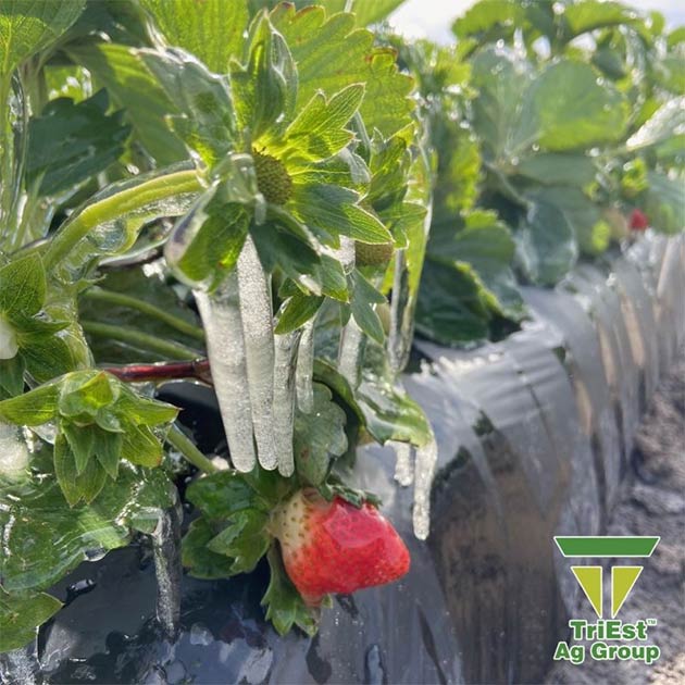 Strawberries | Frost Protection
