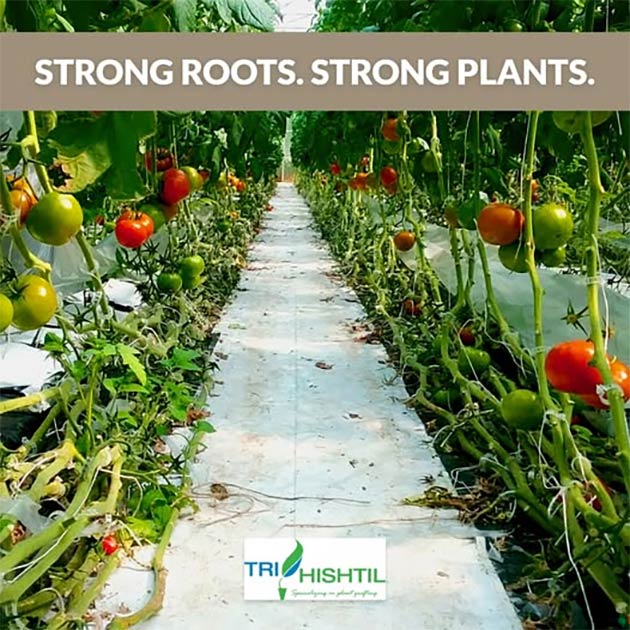 Greenhouse Tomatoes | Grafted Tomatoes