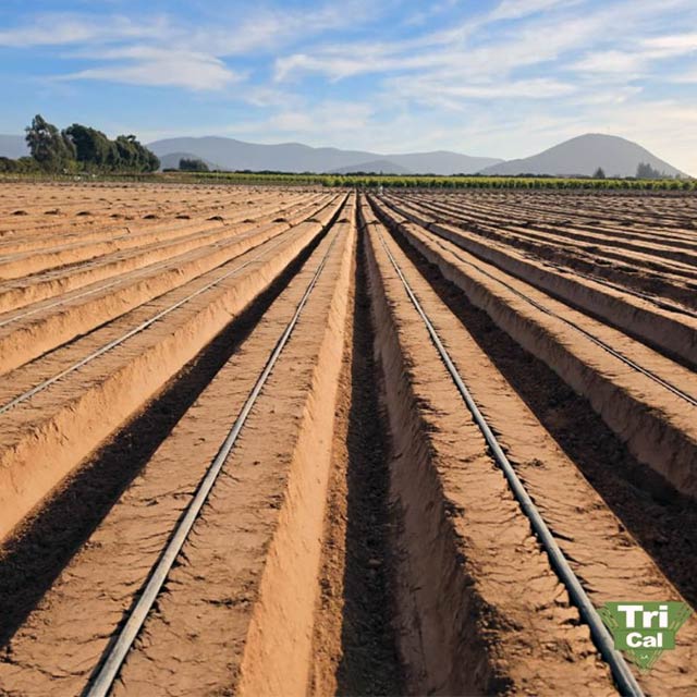 TriForm® 60 | Lettuce | Mexico
