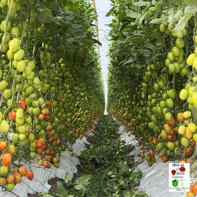 Tomatoes | Mexico
