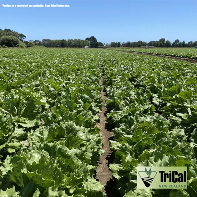 Lettuce | New Zealand | Pic-Plus