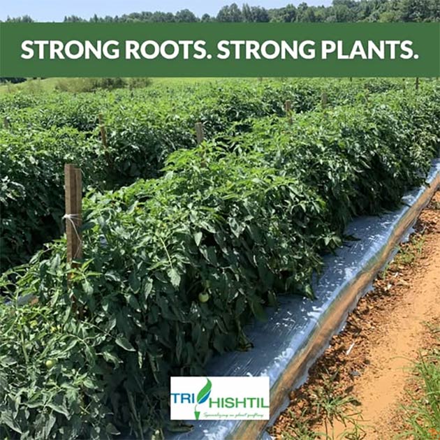 Grafted Tomato Plants | Tri-Hishtil