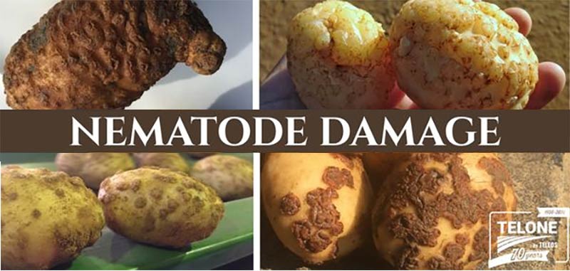 Nematode Damage | Potatoes | Telone™ by Teleos
