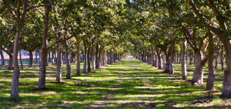 Walnut Trees | Australia