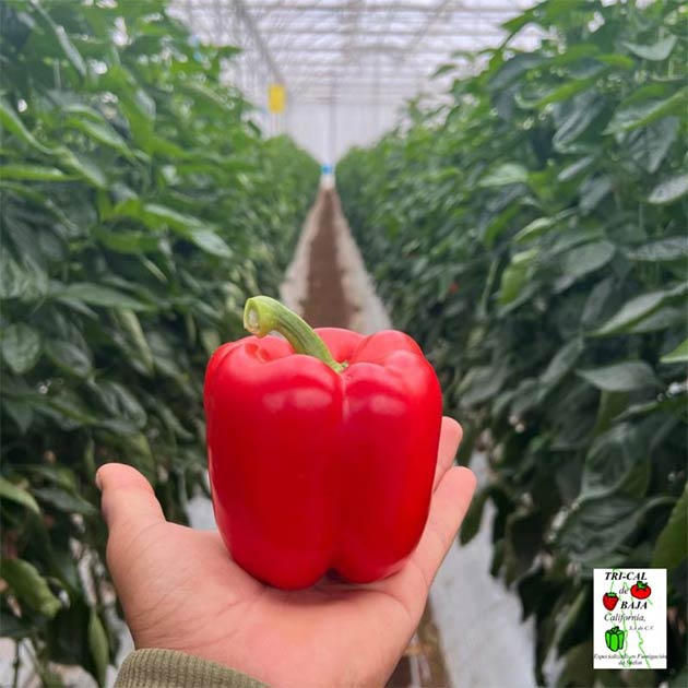 Red Peppers | Baja Mexico