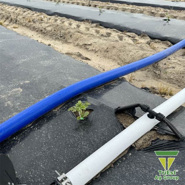 Watermelon | Irrigation Systems