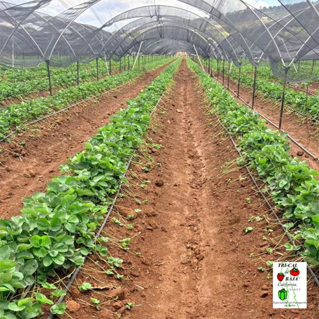 Strawberries | Mexico