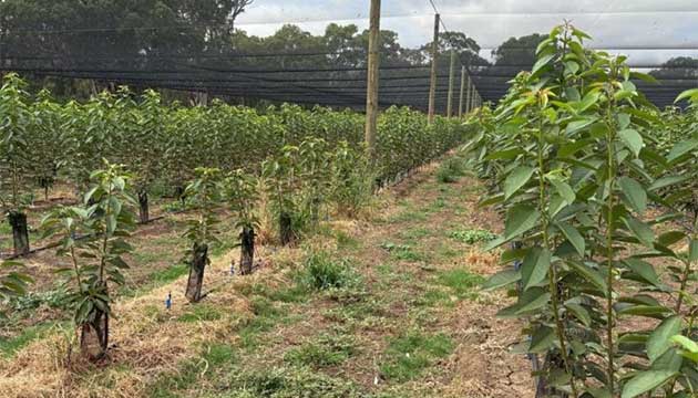 Cherry Orchard | Australia