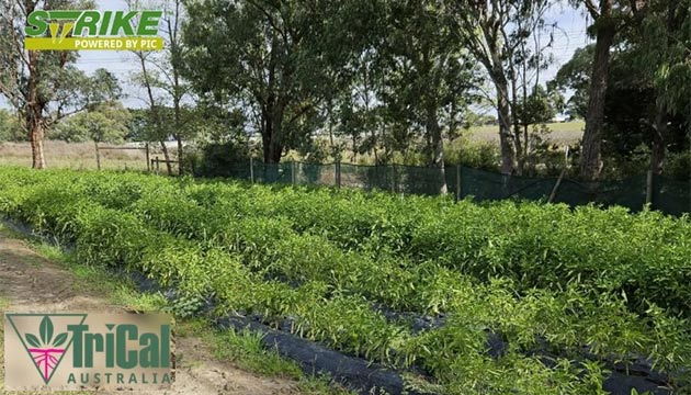 Capsicum Soil Fumigation in Victoria