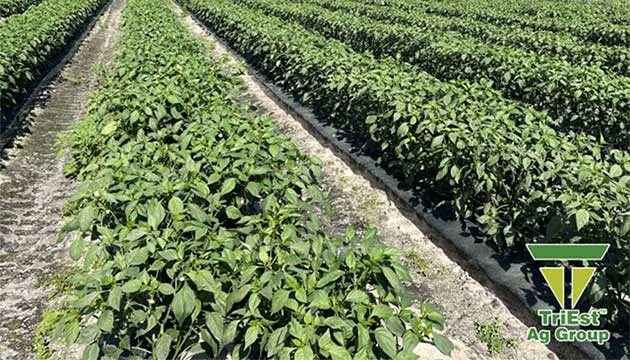 Jalapeno Peppers | Northern Florida