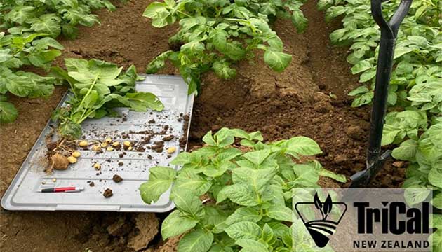 They Know Strike Works, but They Wanted to Know Why. 