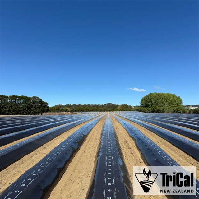 Strawberries | New Zealand