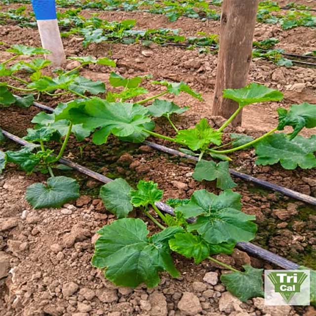 Cucurbitaceae | Mexico