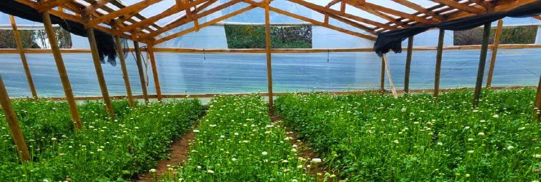 Peony Flowers | Chile