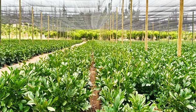 Peonies require Well-Planned Soil Management