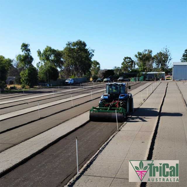 Green Beans | Mariginiup, Western Australia