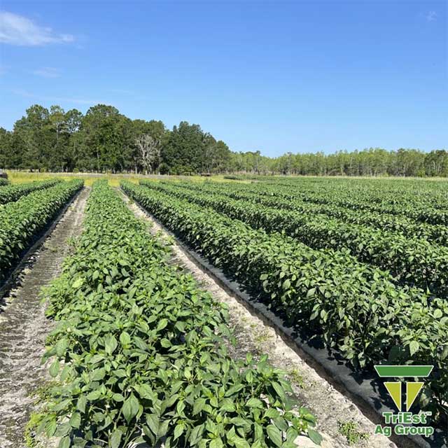 Jalapeno Peppers | Northern Florida